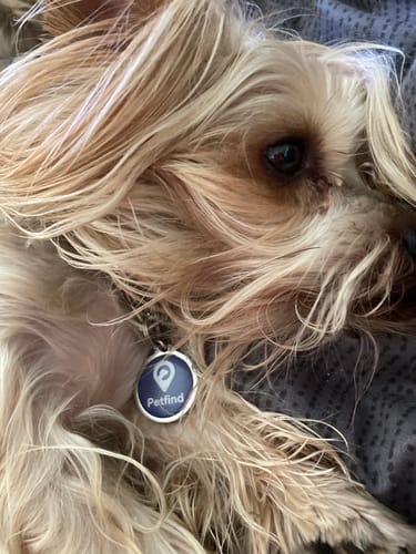 Customer photo review of Placa Azul