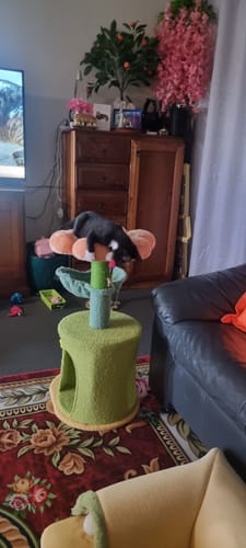 Customer photo review of Flower-Styled Cat Tree with Soft Nest & Scratching Posts