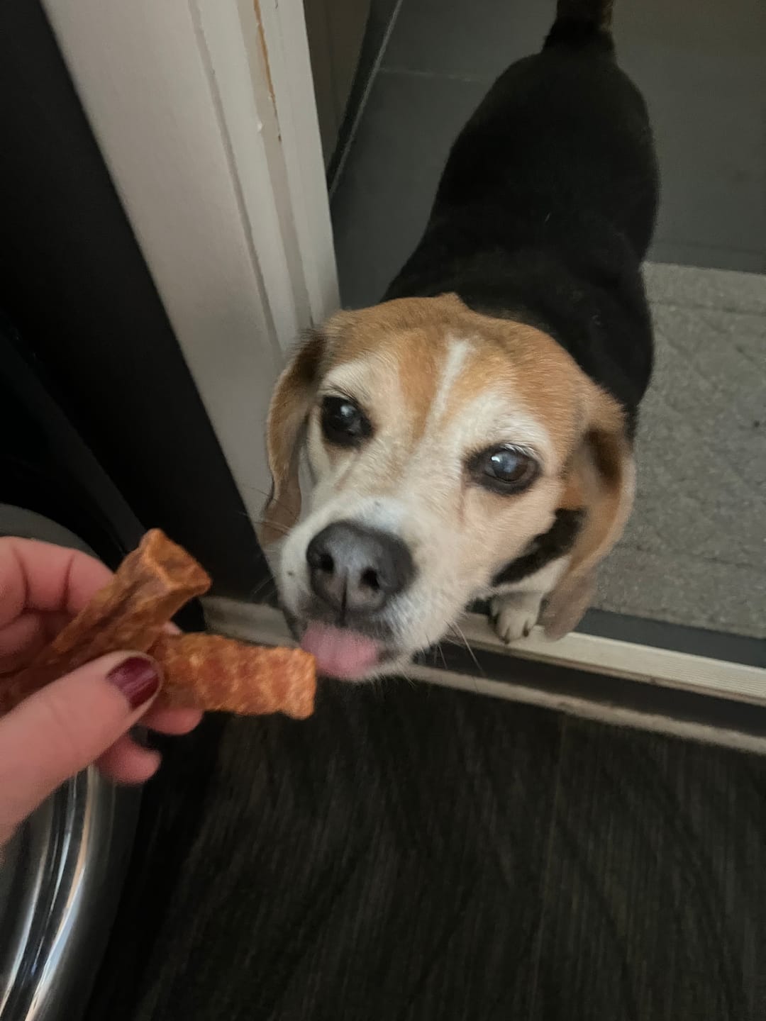 Customer photo review of Crunchy Jerky Dog Treats - Snappin' Salmon