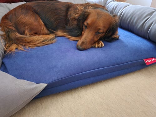 Customer photo review of Rappy- Medium Puffy Pets Bed