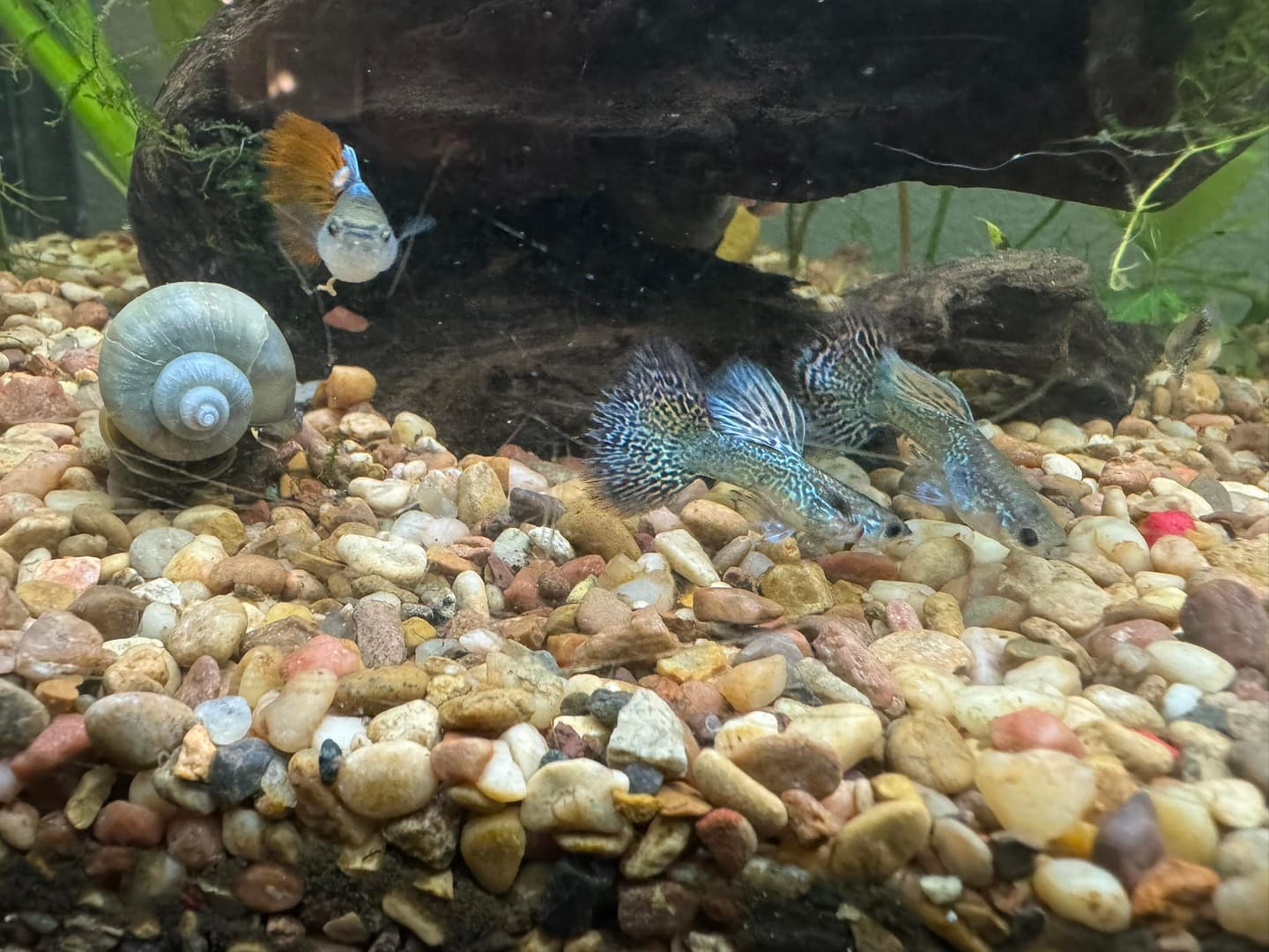 Customer photo review of Blue Grass Fancy Guppy Fish