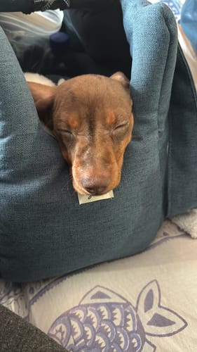 Customer photo review of Trasportino Mattias Bluette (Soft Touch)