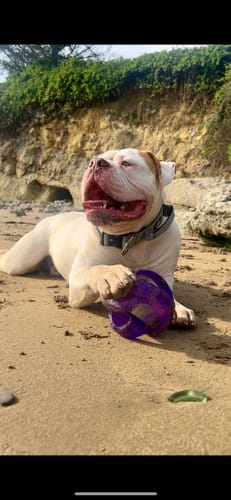 Customer photo review of 5cm Combat® Collar | With Handle & Secure Clip - Metal Grey