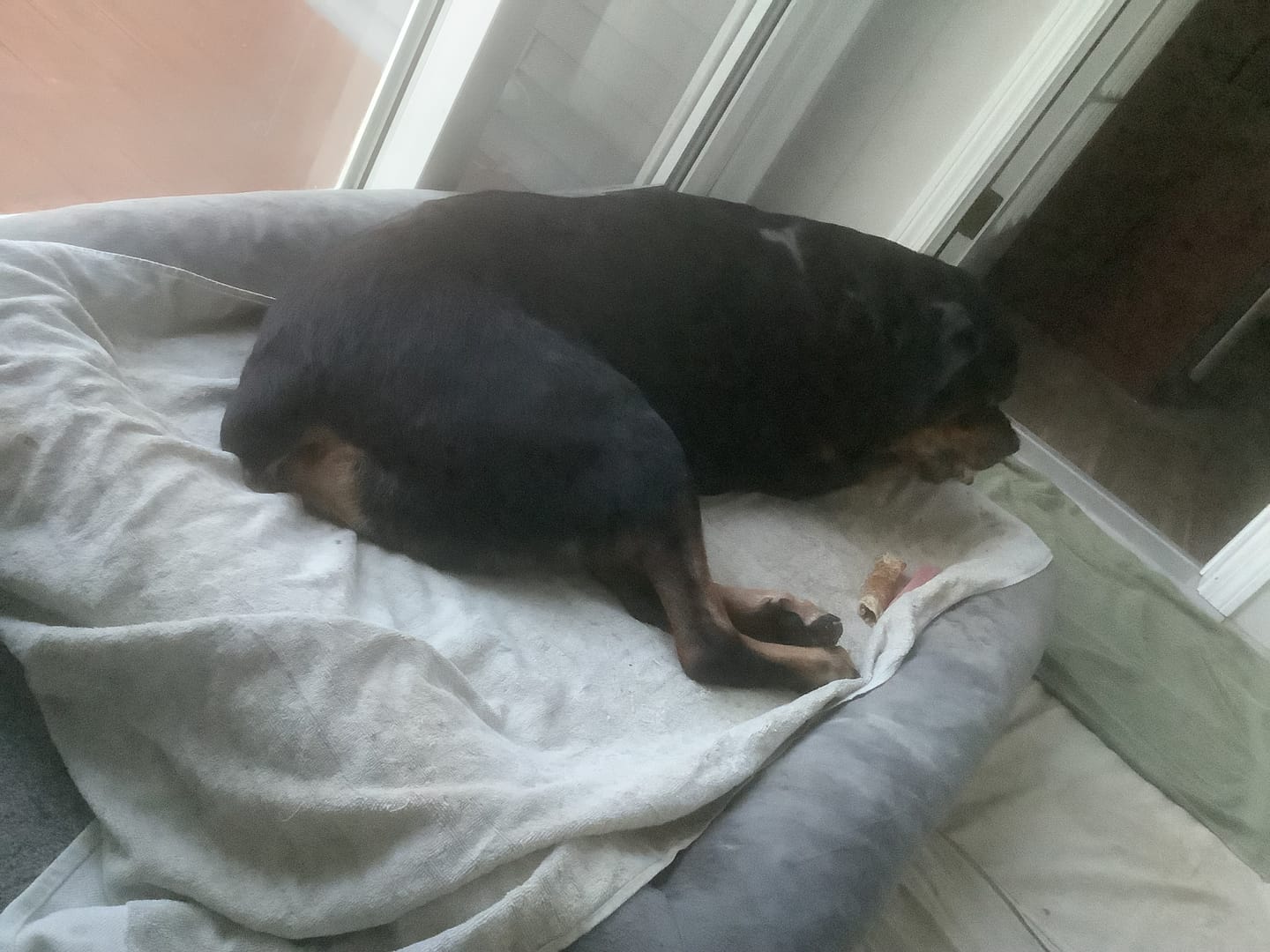 Customer photo review of Blueberry Himalayan Yak Chew (MEDIUM)