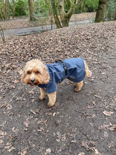 Customer photo review of Husum - Waterproof Dog Coat with Harness Hole Zip