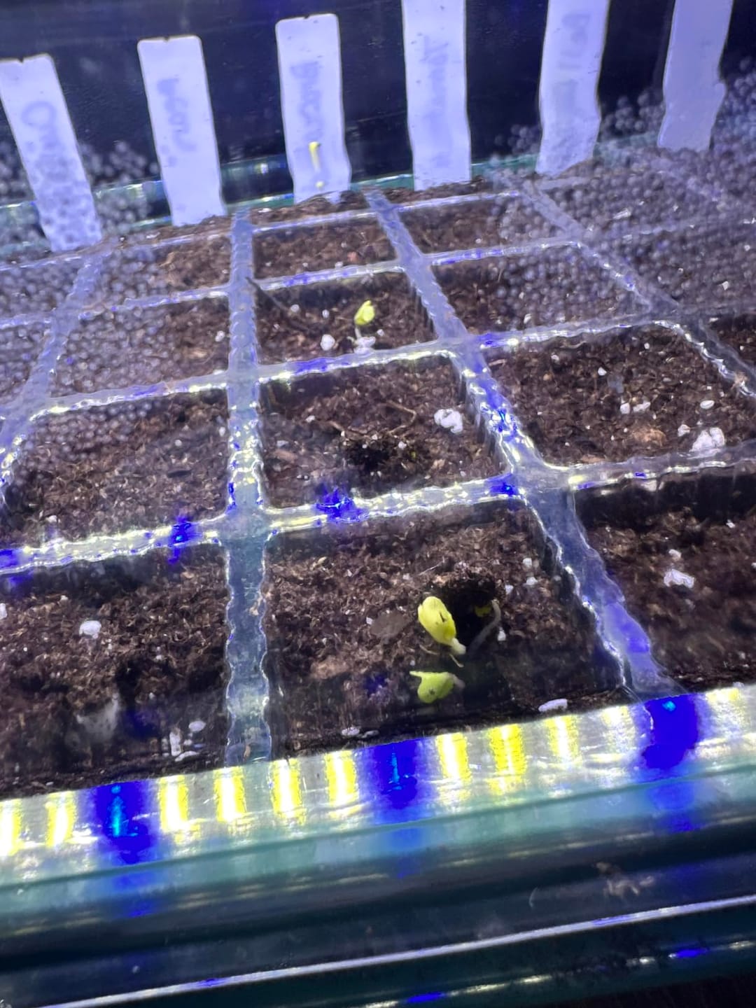 Customer photo review of Seed Starter Kit
