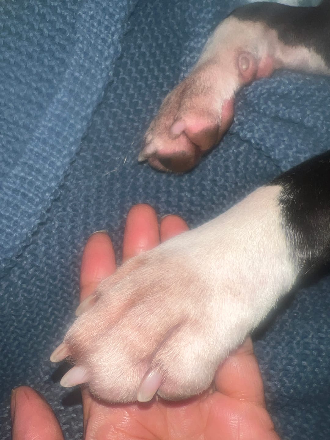 Customer photo review of Dog Skin Rescue Bundle