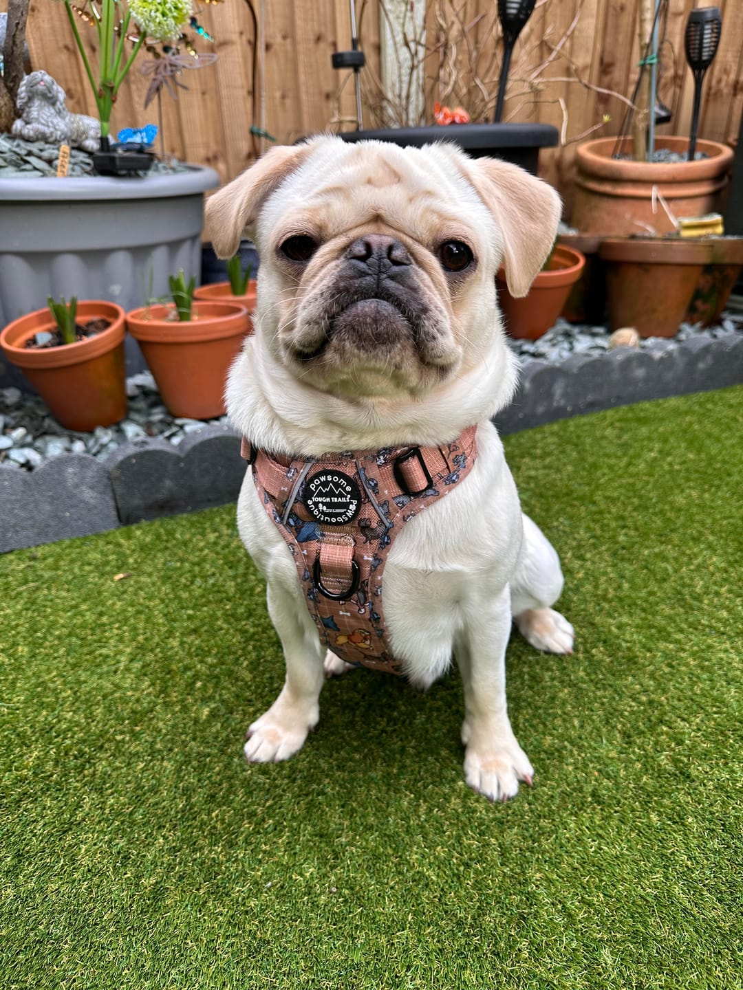 Customer photo review of Disney© Tough Trails™ Harness - Disney Dogs