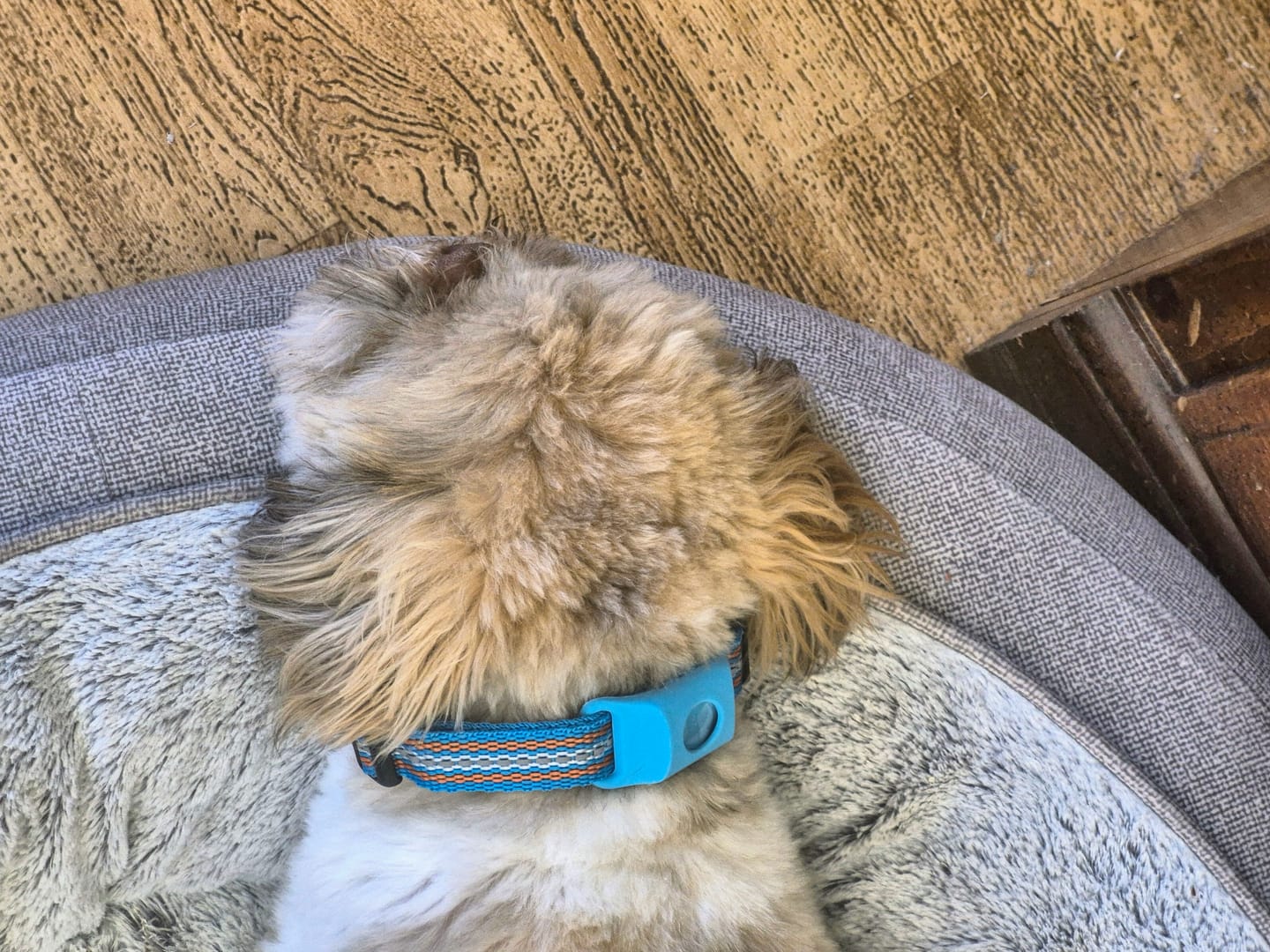 Customer photo review of FurLife Shipping Protection