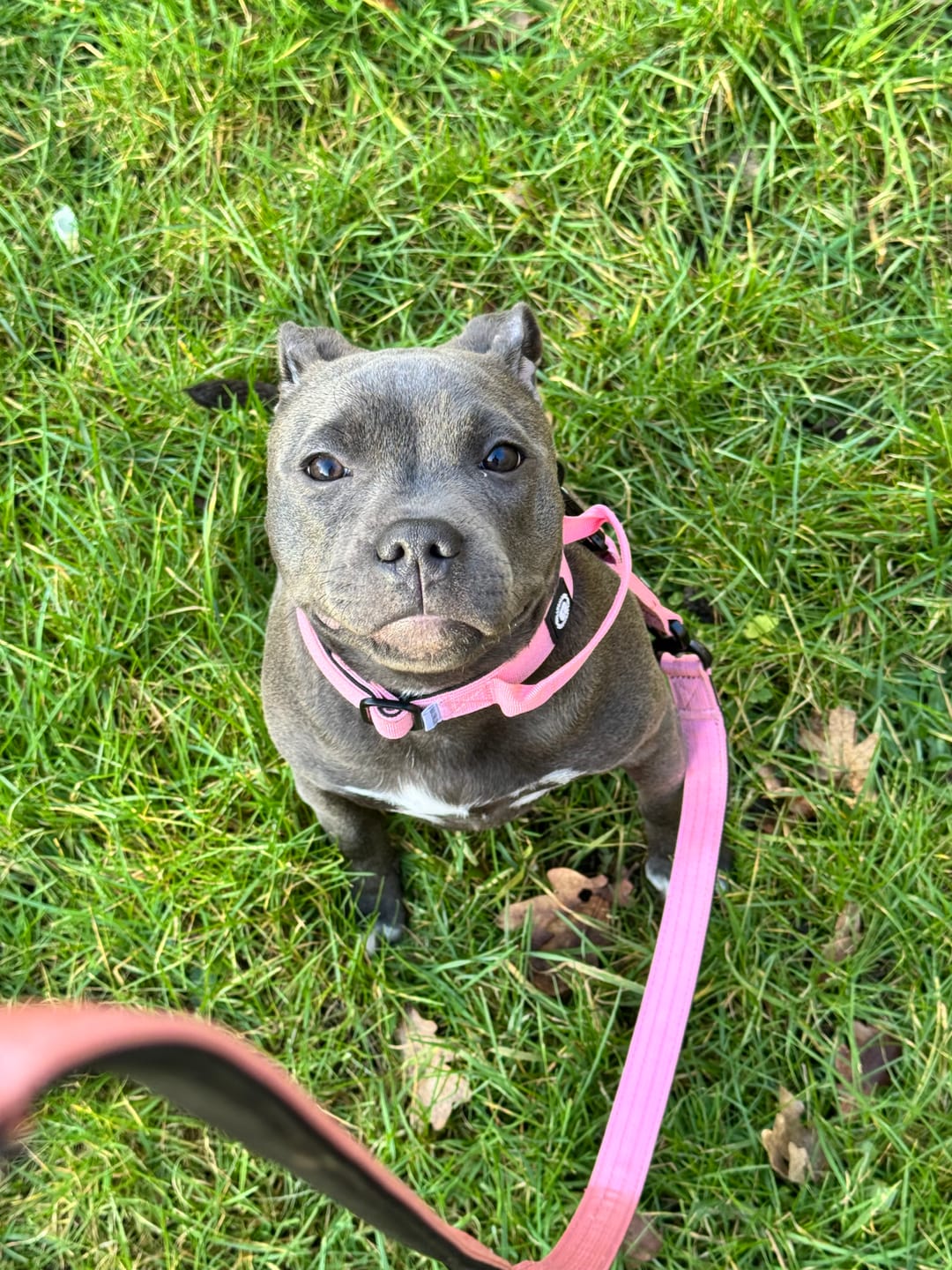 Customer photo review of 1.4m Swivel Combat Lead | Anti-Tangle & Secure Clip - Pink