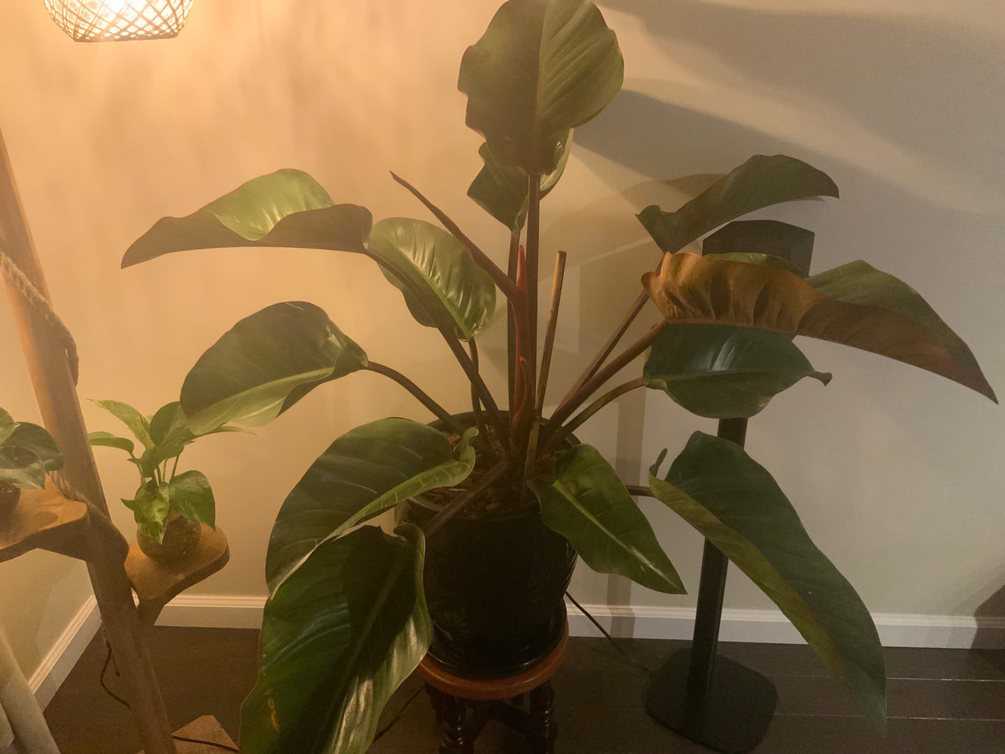 Customer photo review of Philodendron Red Congo, Tropical Forest Plant