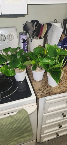 Customer photo review of Pothos 'Golden'