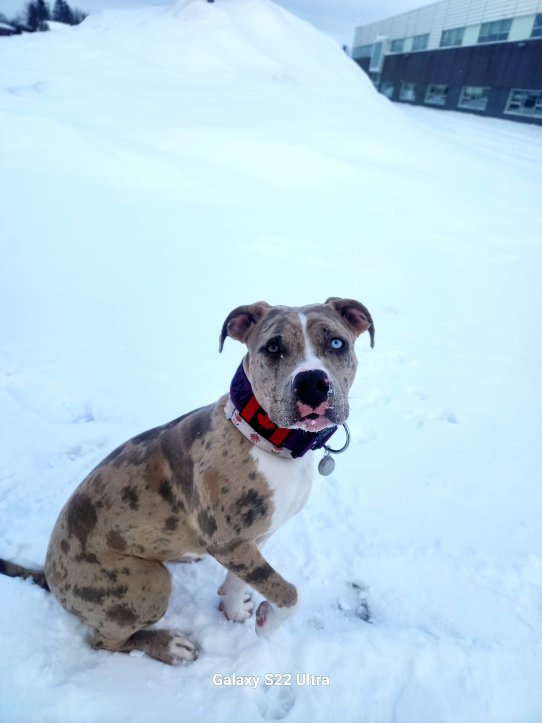 Customer photo review of 2" Tactik Dog Collar - Grape