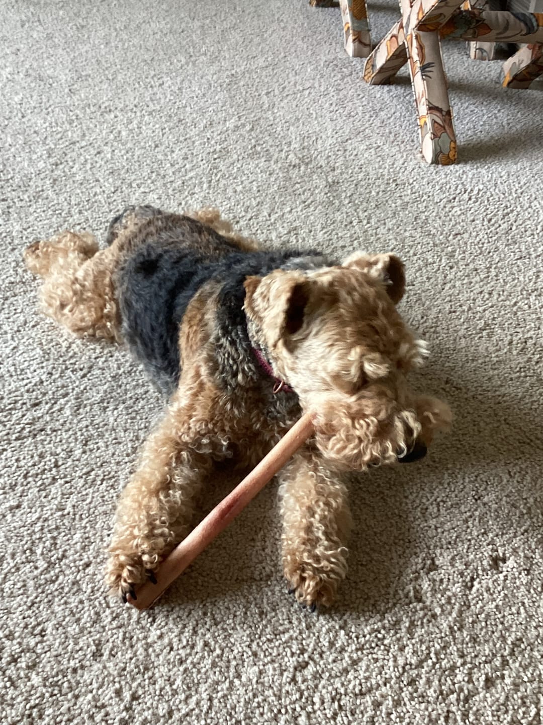 Customer photo review of 12 Inch Extra Thick Bully Sticks