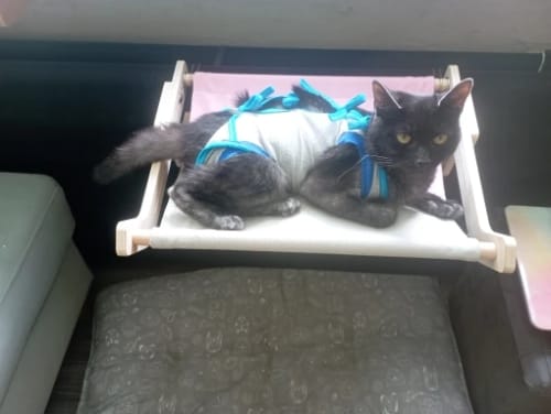 Customer photo review of EasyPet CatNest