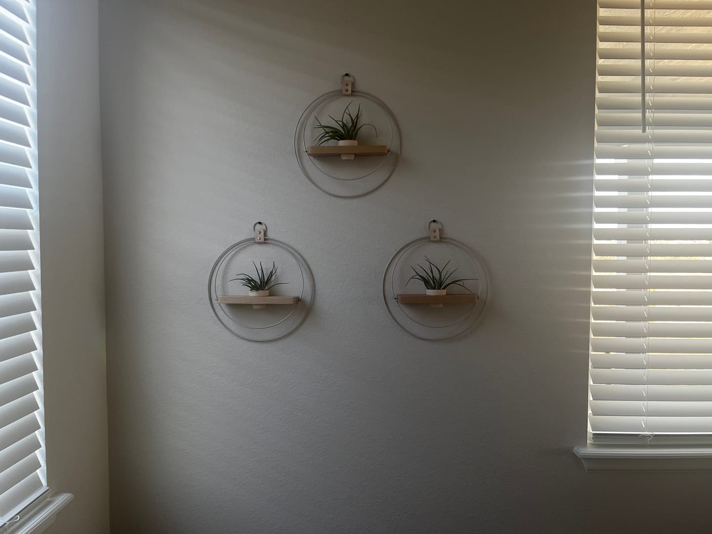 Customer photo review of Air Plant Shelf + Pot