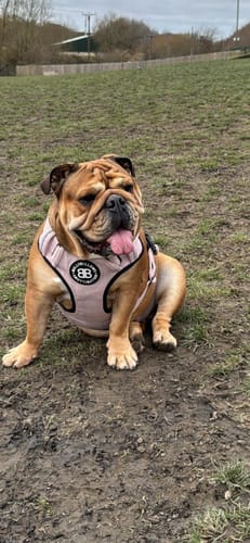 Customer photo review of Premium Comfort Herringbone Harness | Non Restrictive - Soft Pink
