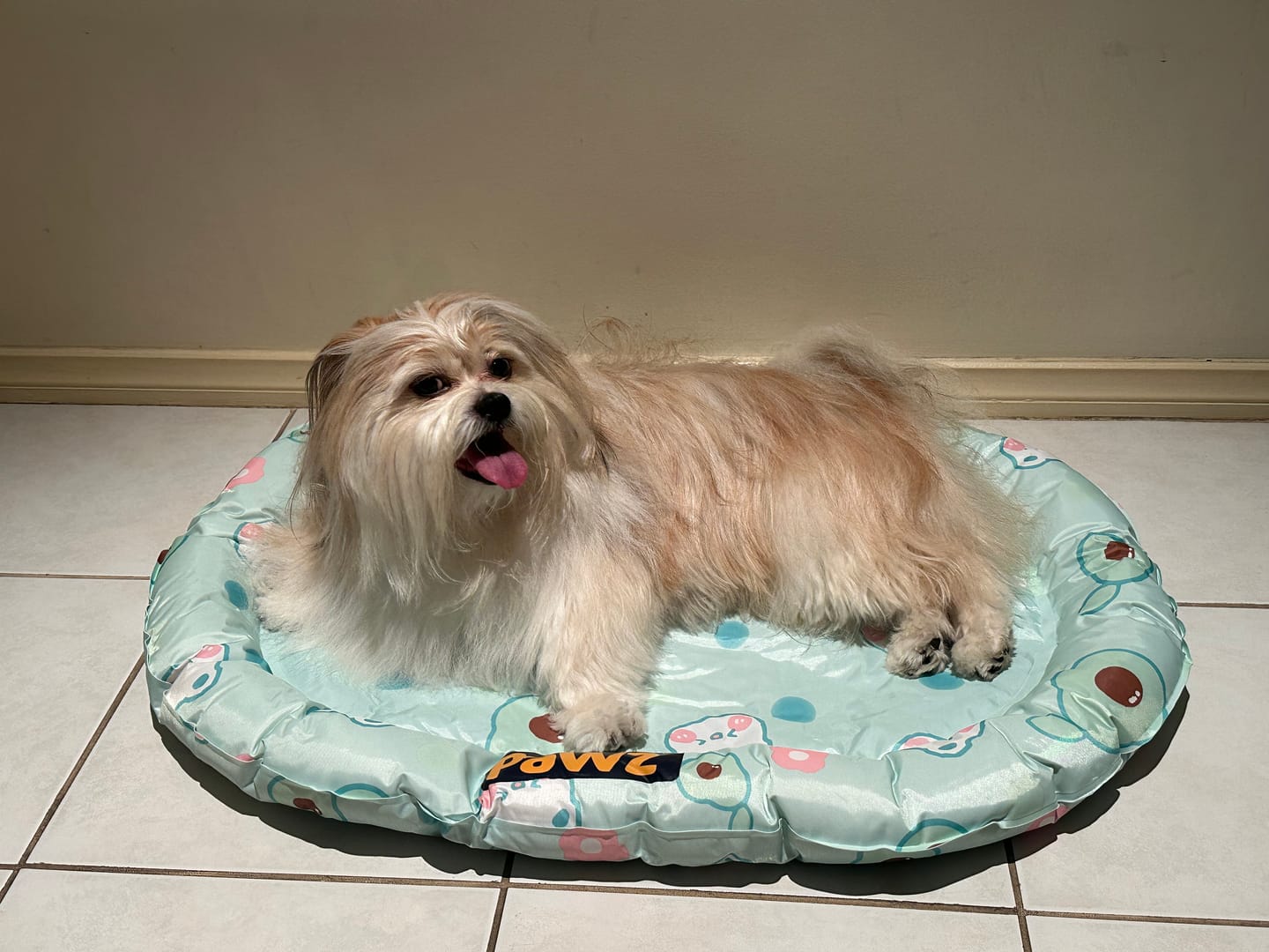 Customer photo review of Pawz Pet Cooling Mat Dog Cat Gel Non-Toxic Bed Pillow Self-cool Summer Ice Pad