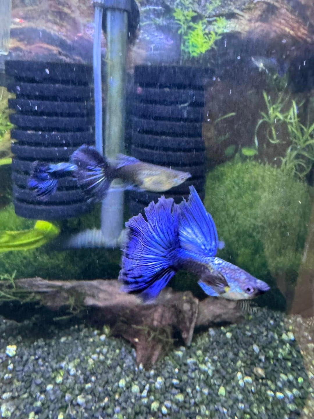 Customer photo review of Purple Ivory Mosaic Guppy Fish