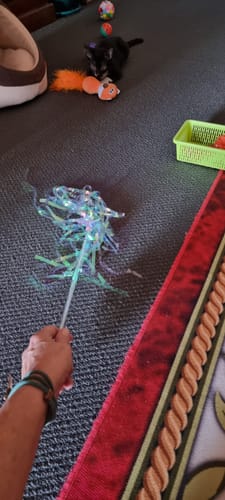 Customer photo review of Fairy Feather Tassel Teaser Set (3-piece set ) Cat Stick Set Cat Toys