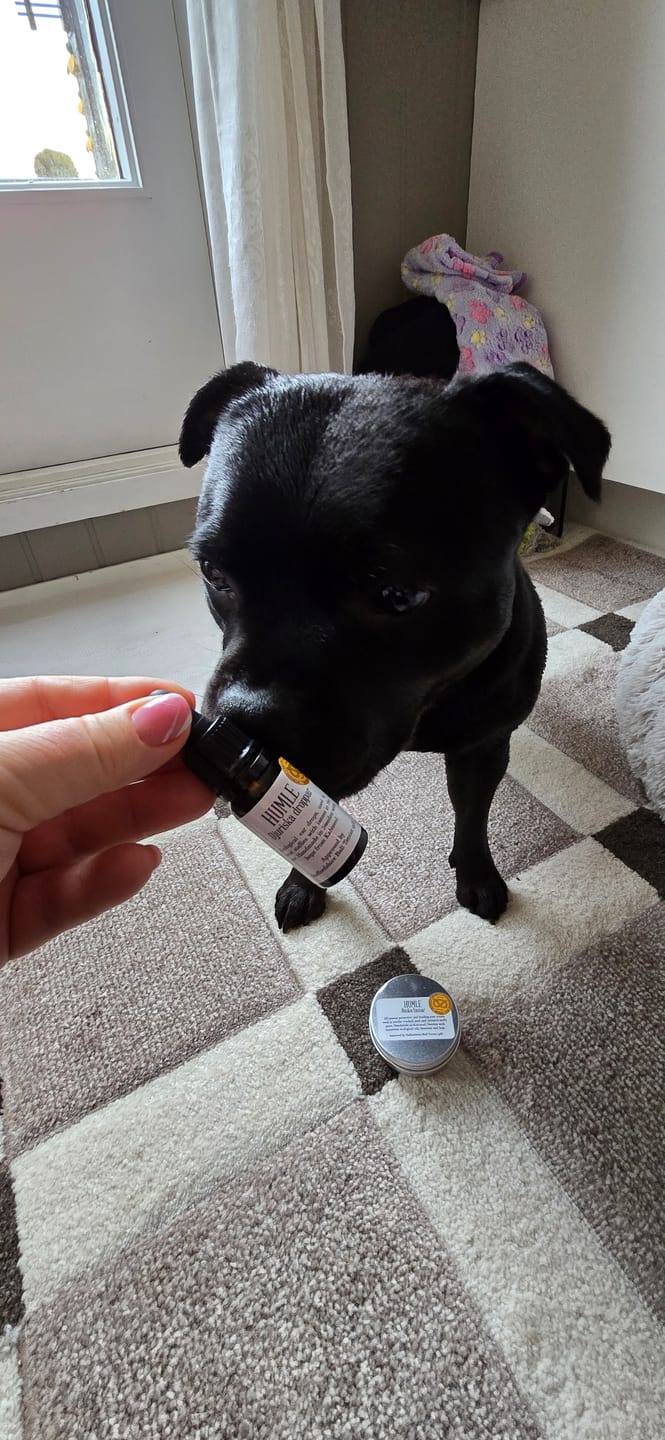 Customer photo review of Staffordshire Bull Terrier 1935® Ear Drops