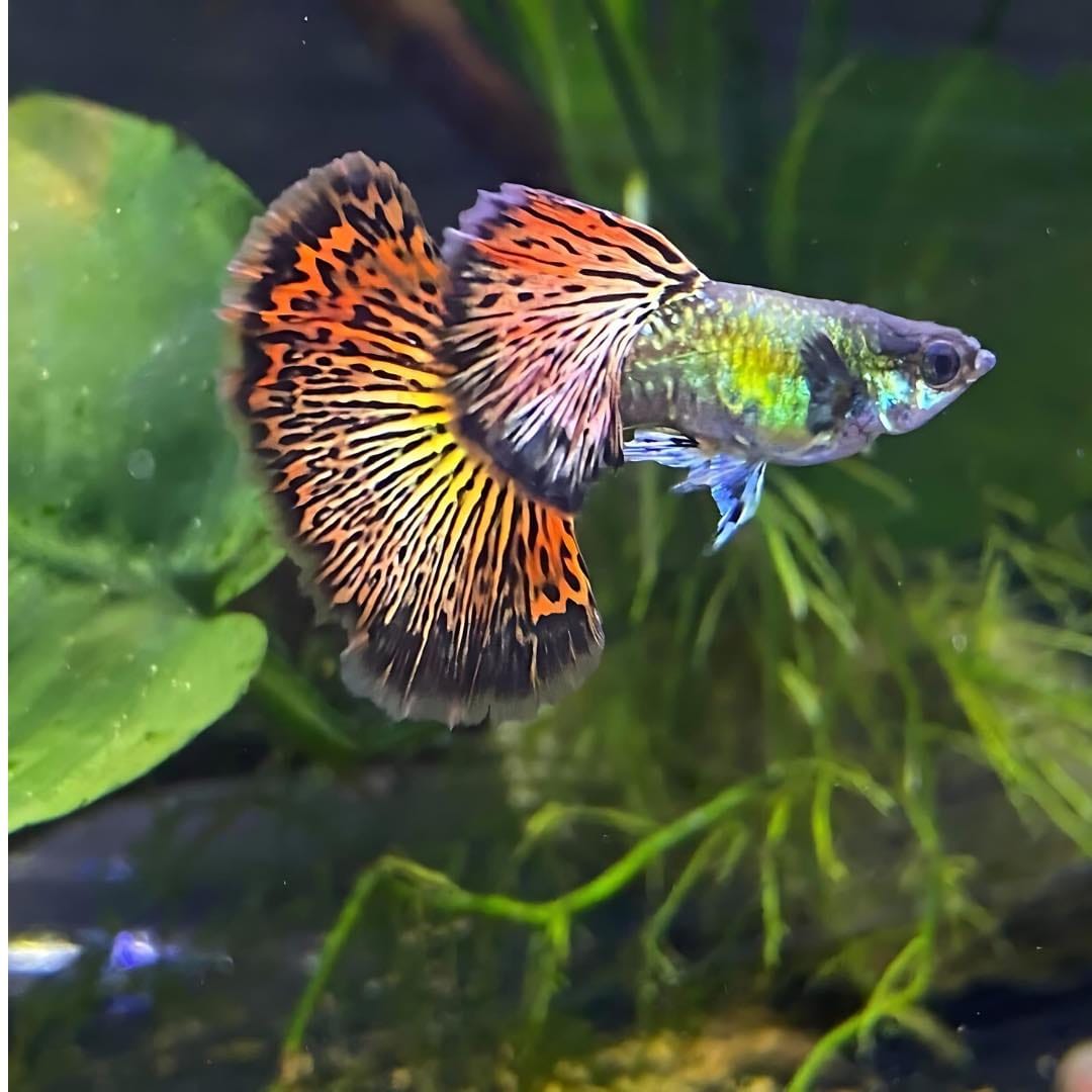 Customer photo review of Red Dragon Guppy Fish