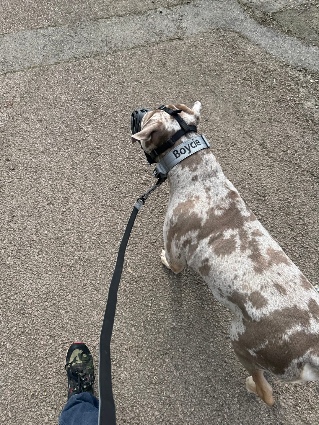 Customer photo review of 5cm Combat® Collar | With Handle & Secure Clip - Metal Grey