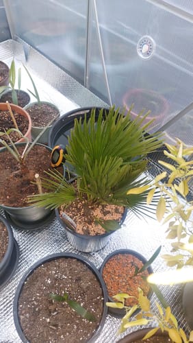 Customer photo review of Chamaerops humilis "Vulcano" 50-80 cm / 3-5 Lt. Topf