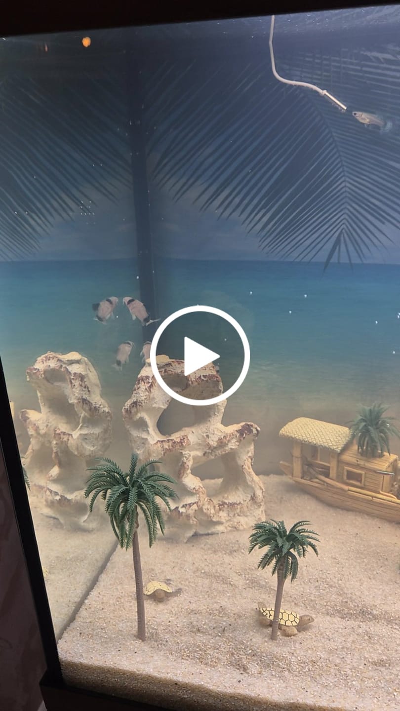 Customer video review of Aquarium Rio 125 LED Chêne Équipé JUWEL - 125L