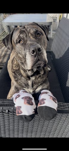 undefined review of Personalisierte Socken mit deinem Haustier image 1 out of 1
