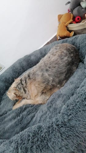 Customer photo review of Cama Antiestrés para Perros