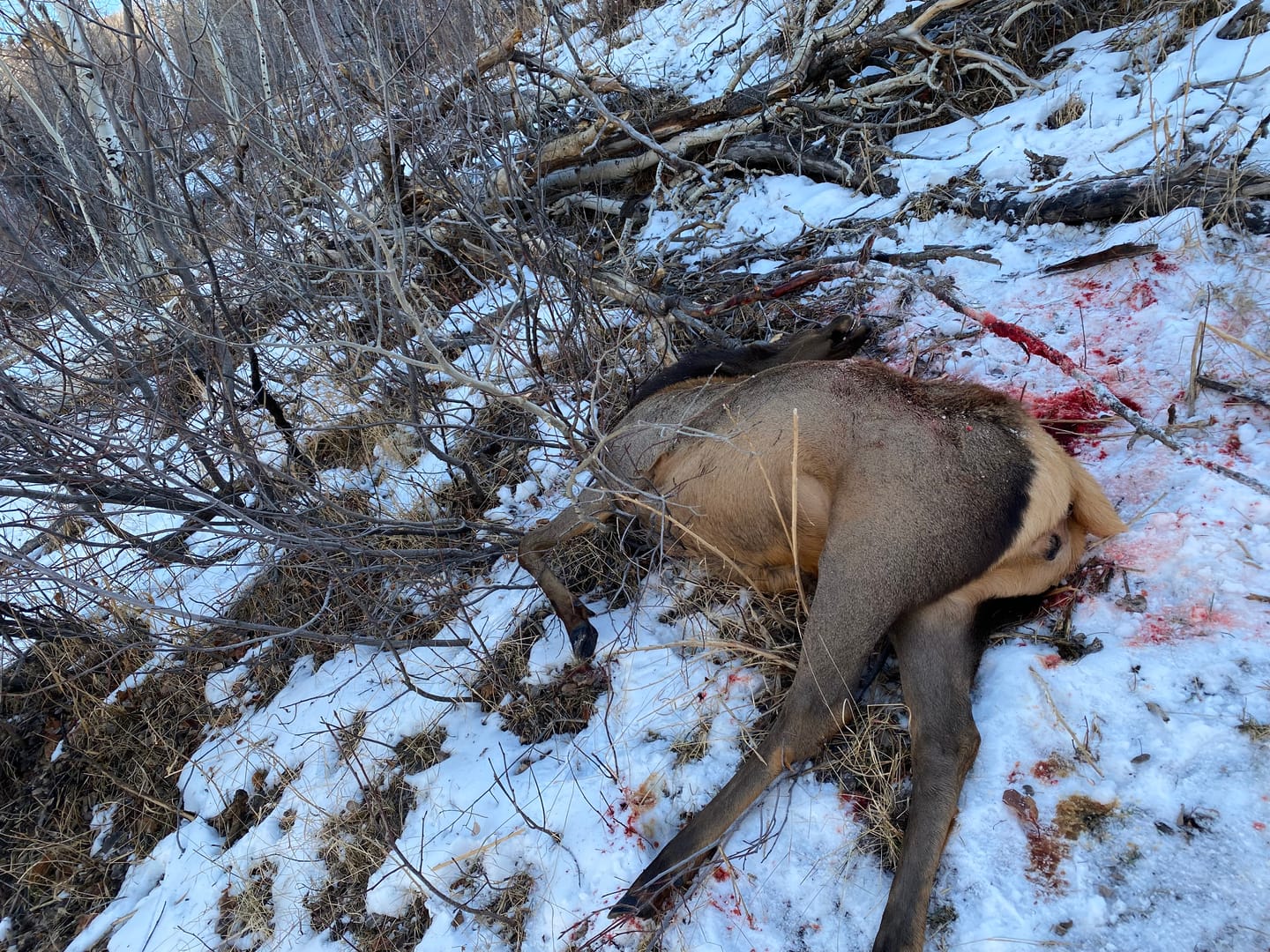 Customer photo review of TideWe Camo Deer Hunting Rangefinder 700/1000Y Laser Range Finder