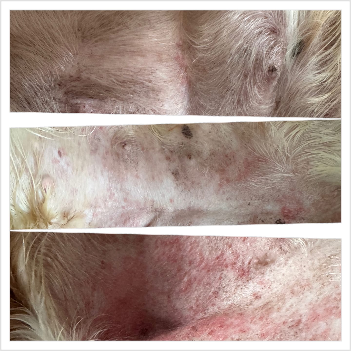 Customer photo review of Dog Gel