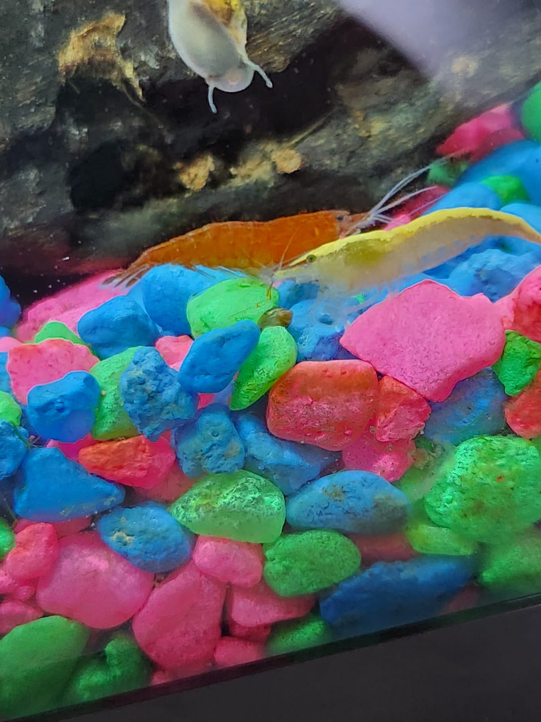 Customer photo review of Neon Yellow Shrimp "NEW"