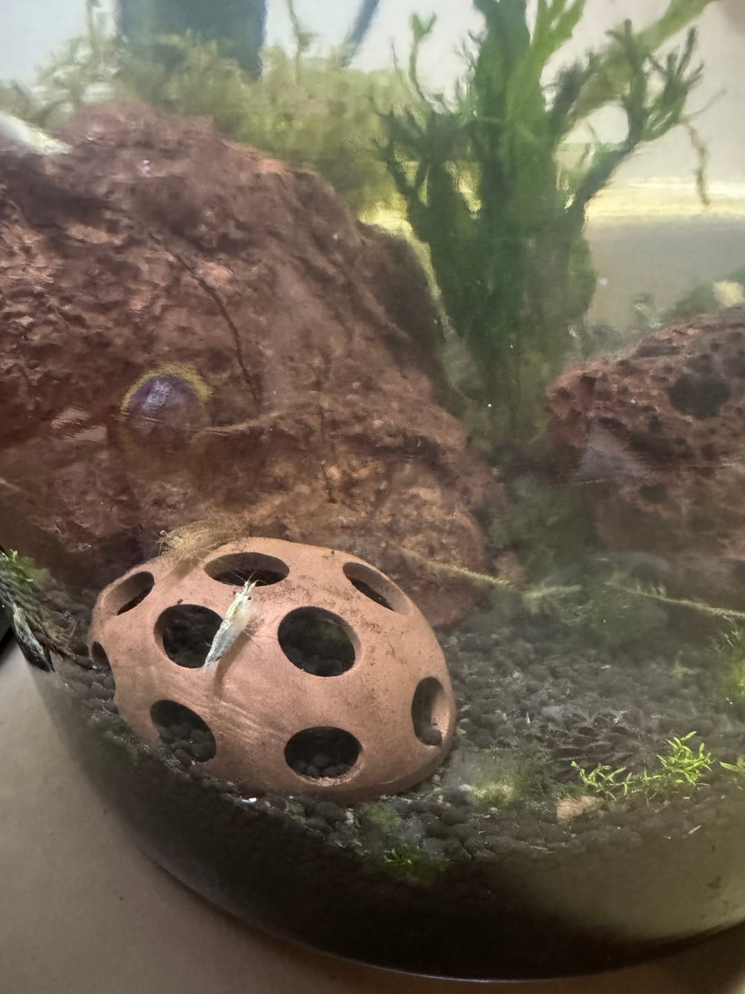 Customer photo review of Snowball Shrimp