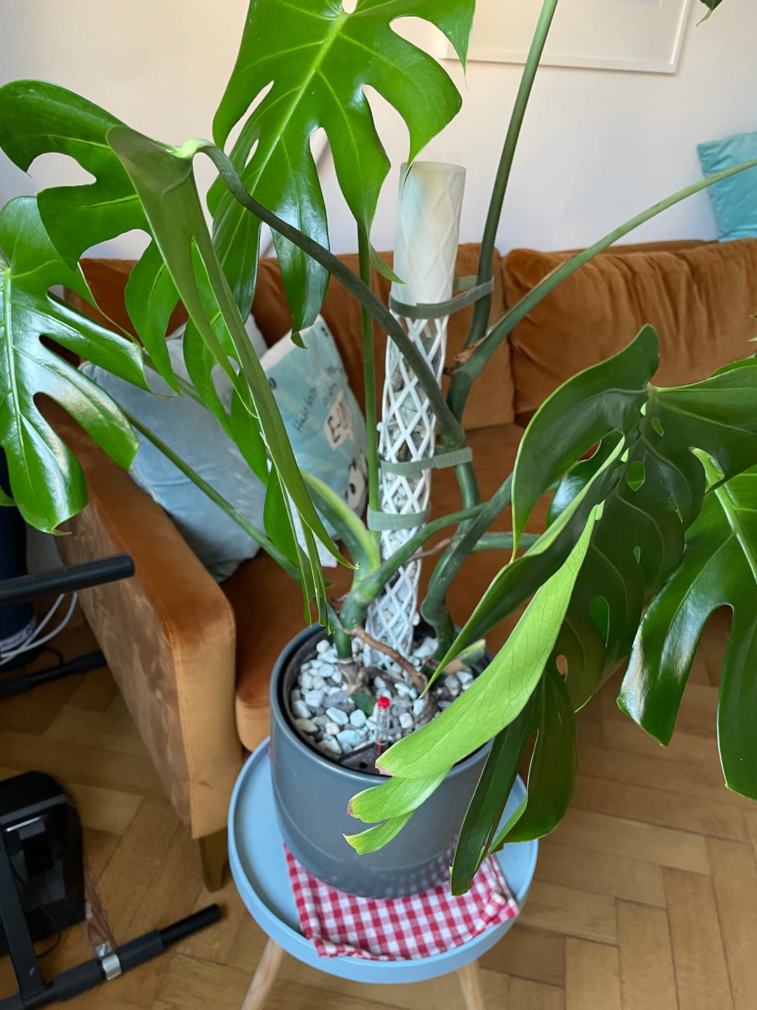 Customer photo review of Komplett Set Rankstab Rankhilfe für Zimmerpflanzen Ø 5