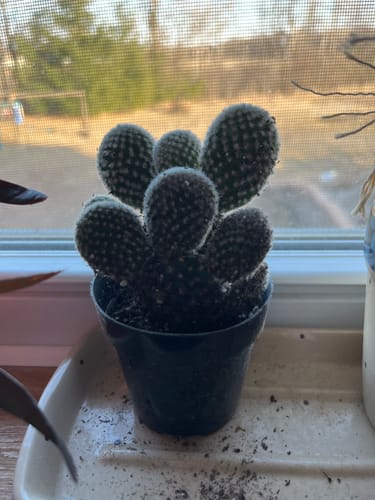 Customer photo review of Opuntia Microdasys Albata | Angel Wings Cactus