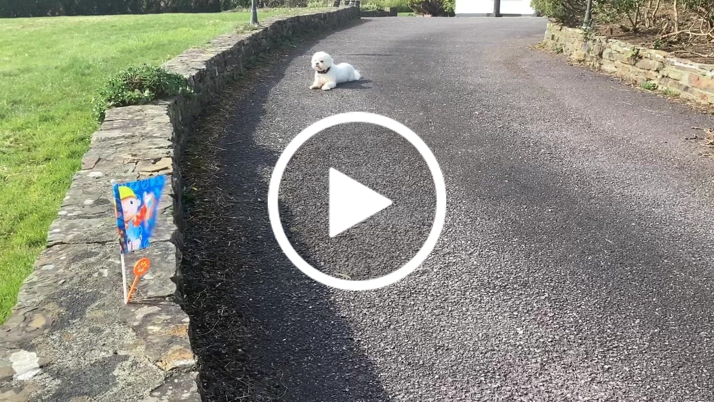 Customer video review of GPS Dog Fence F8 | for Small, Medium and Large dogs