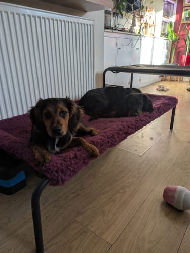 Sarah W. review of Mulberry Cosy Sleeve image 1 out of 1