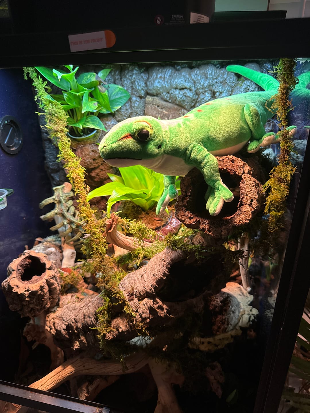 Customer photo review of Madagascar Giant Day Gecko Soft Stuffed Plush Toy
