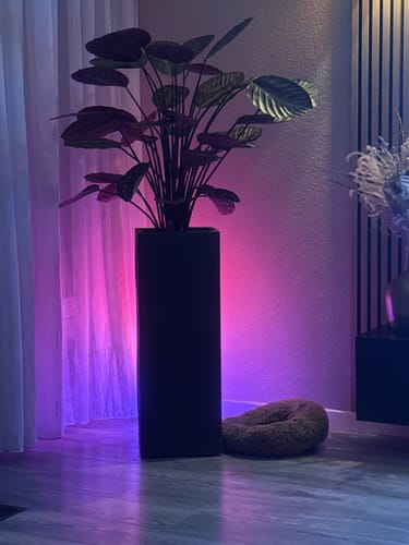 Customer photo review of Calathea Kunstplant 90cm