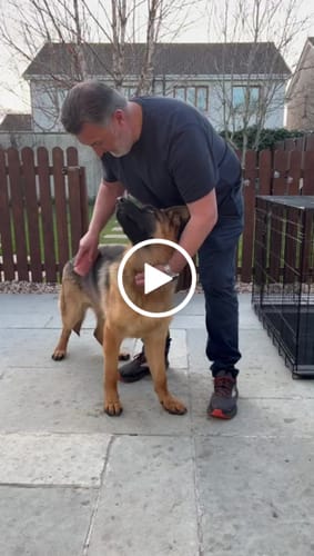 Customer video review of Dog Deshedding Comb - Dog, Horse & Cat - Pink
