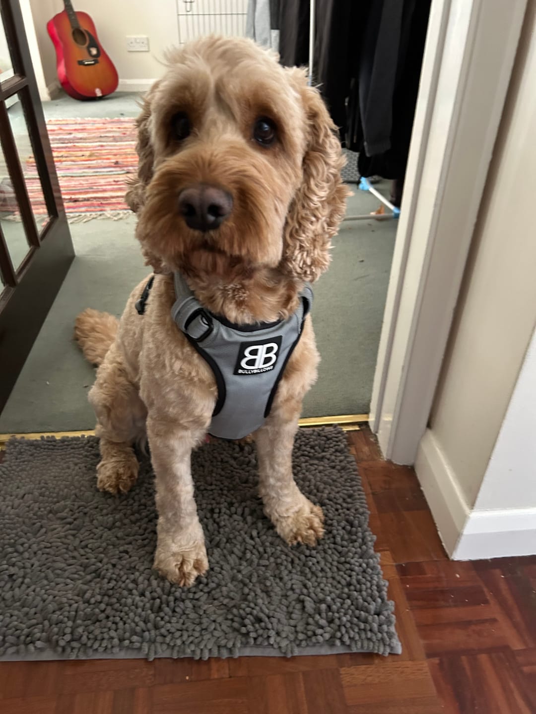 Customer photo review of Comfort Premium Harness | Non Restrictive - Metal Grey