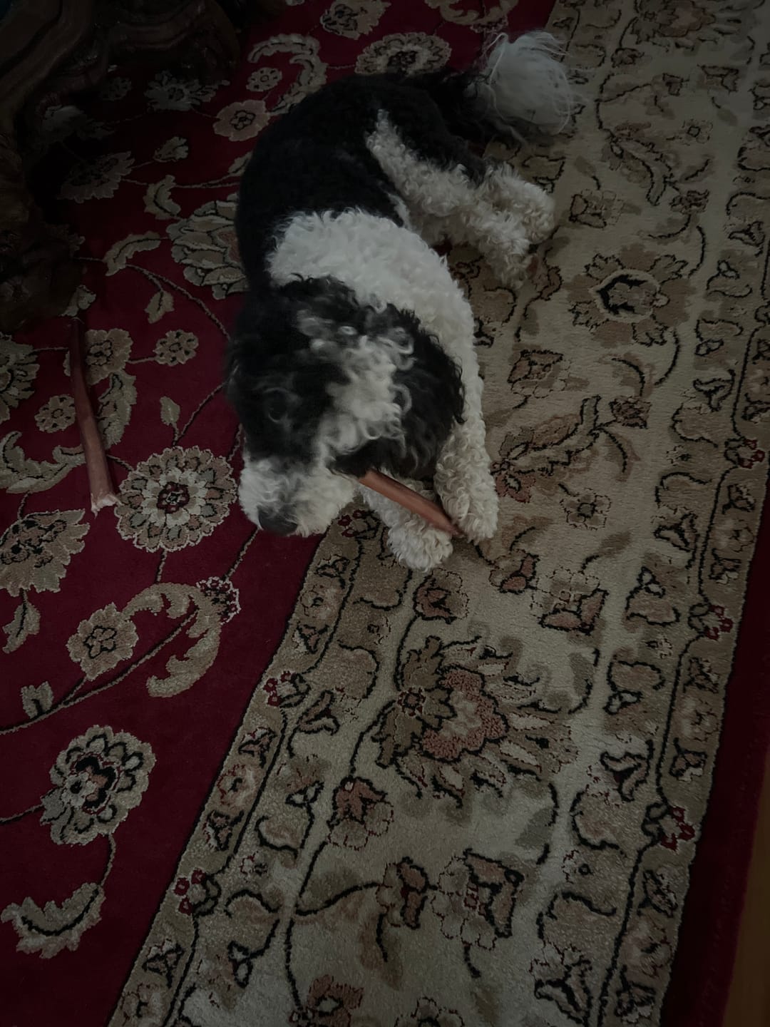 Customer photo review of 12 Inch Extra Thick Bully Sticks