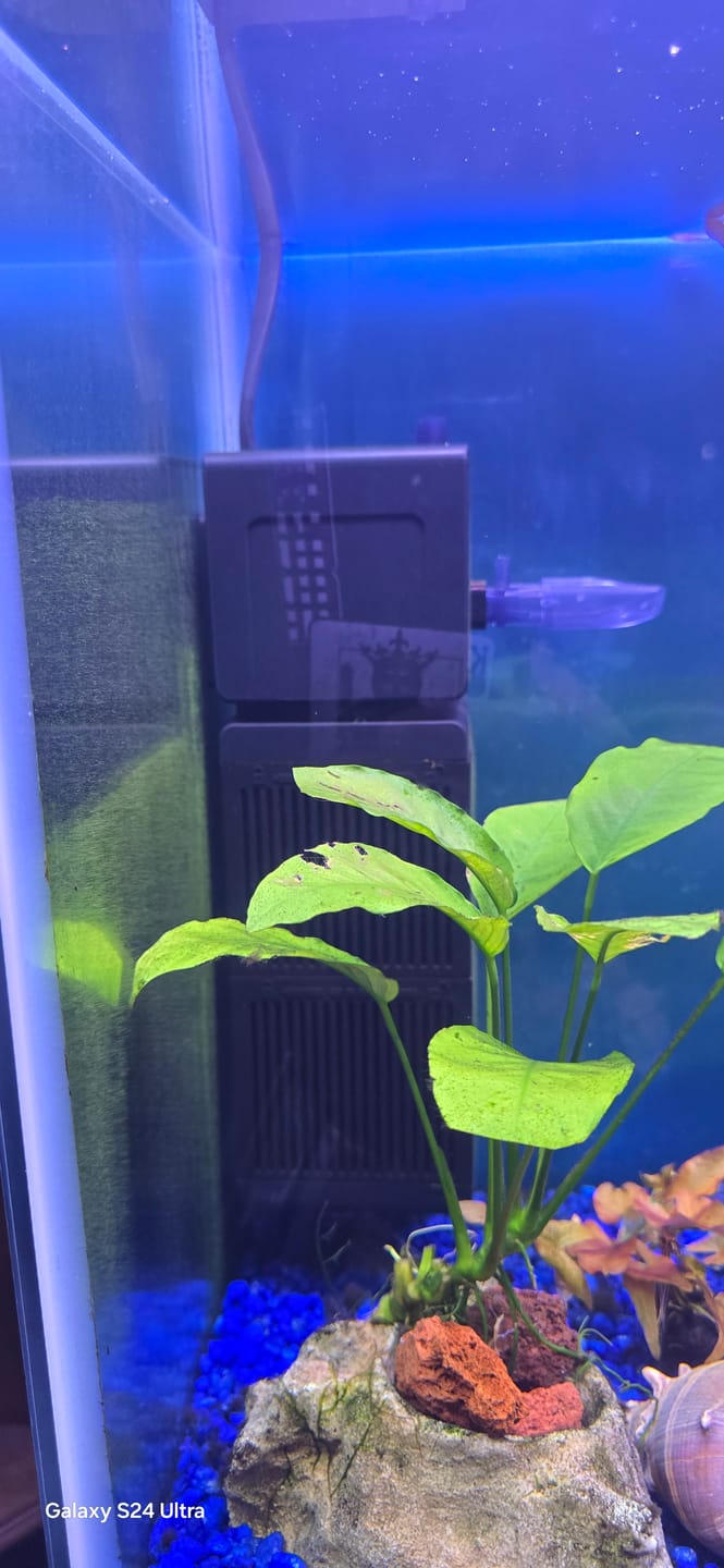 Customer photo review of Shark PRO