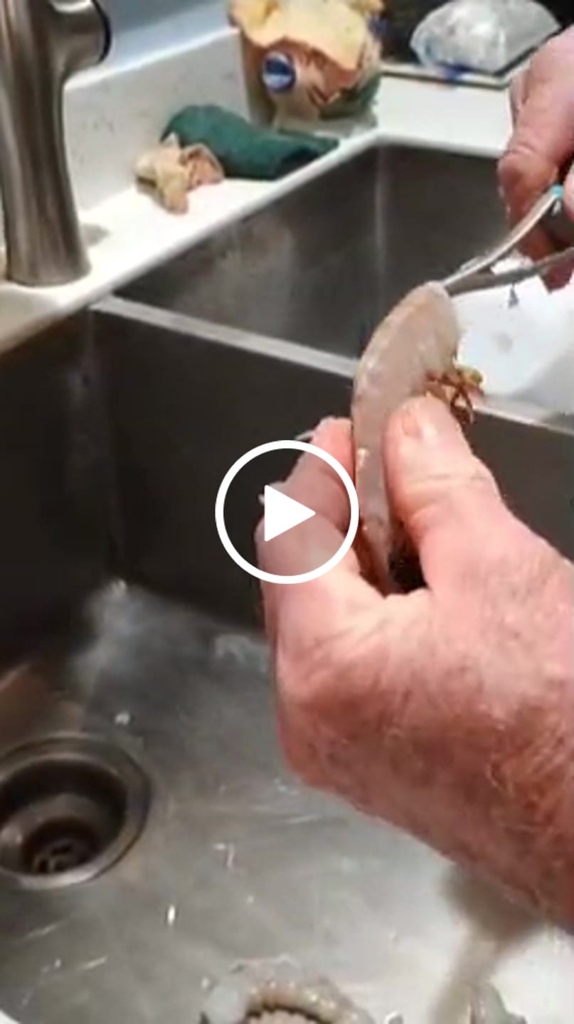 Customer video review of Shrimp Cleaner