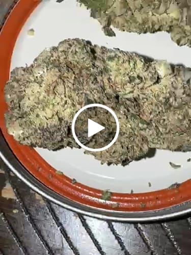 Customer video review of Sativa Diva