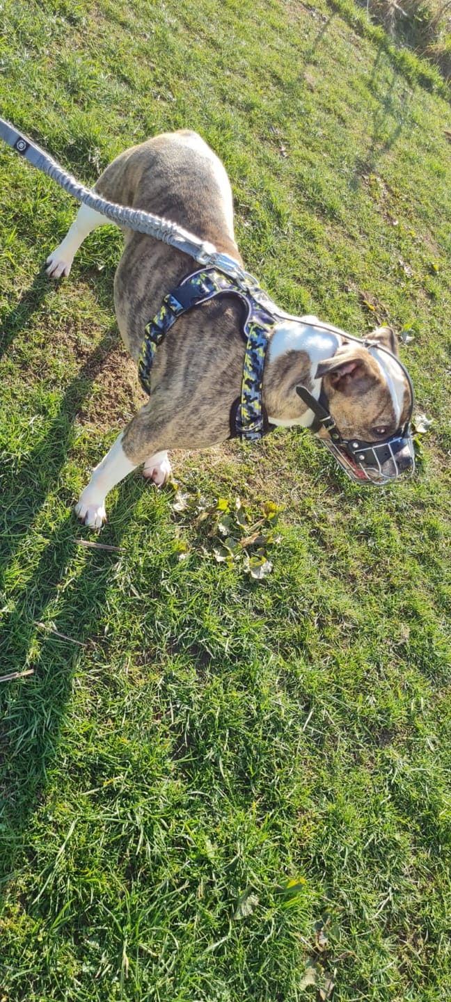 Customer photo review of Comfort Premium Harness | Non Restrictive - Lightning