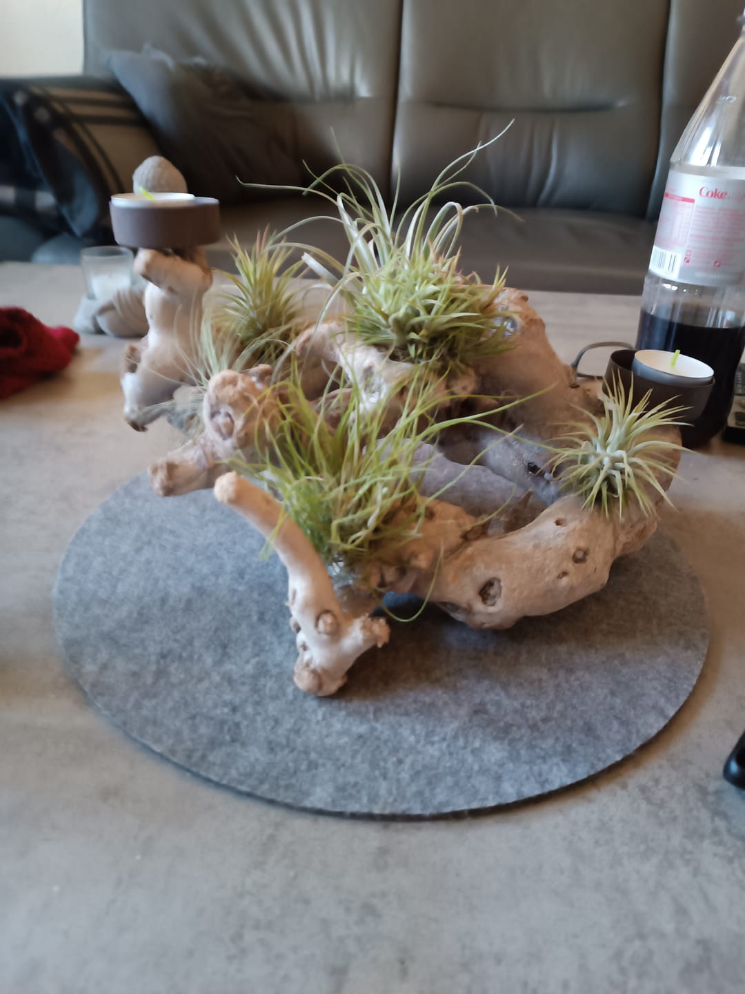 Customer photo review of Tillandsia argentea