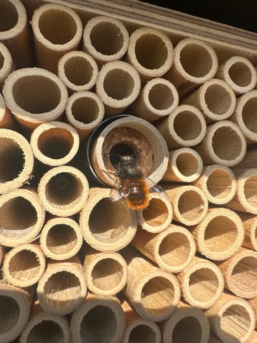 Customer photo review of Startpopulation - Rostrote Mauerbiene